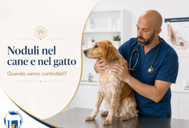 Noduli e masse nel cane e nel gatto: perché non bisogna aspettare che crescano