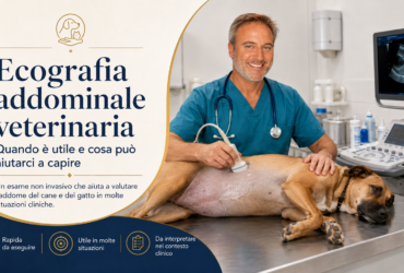 Ecografia addominale nel cane e nel gatto: quando serve e cosa può mostrare