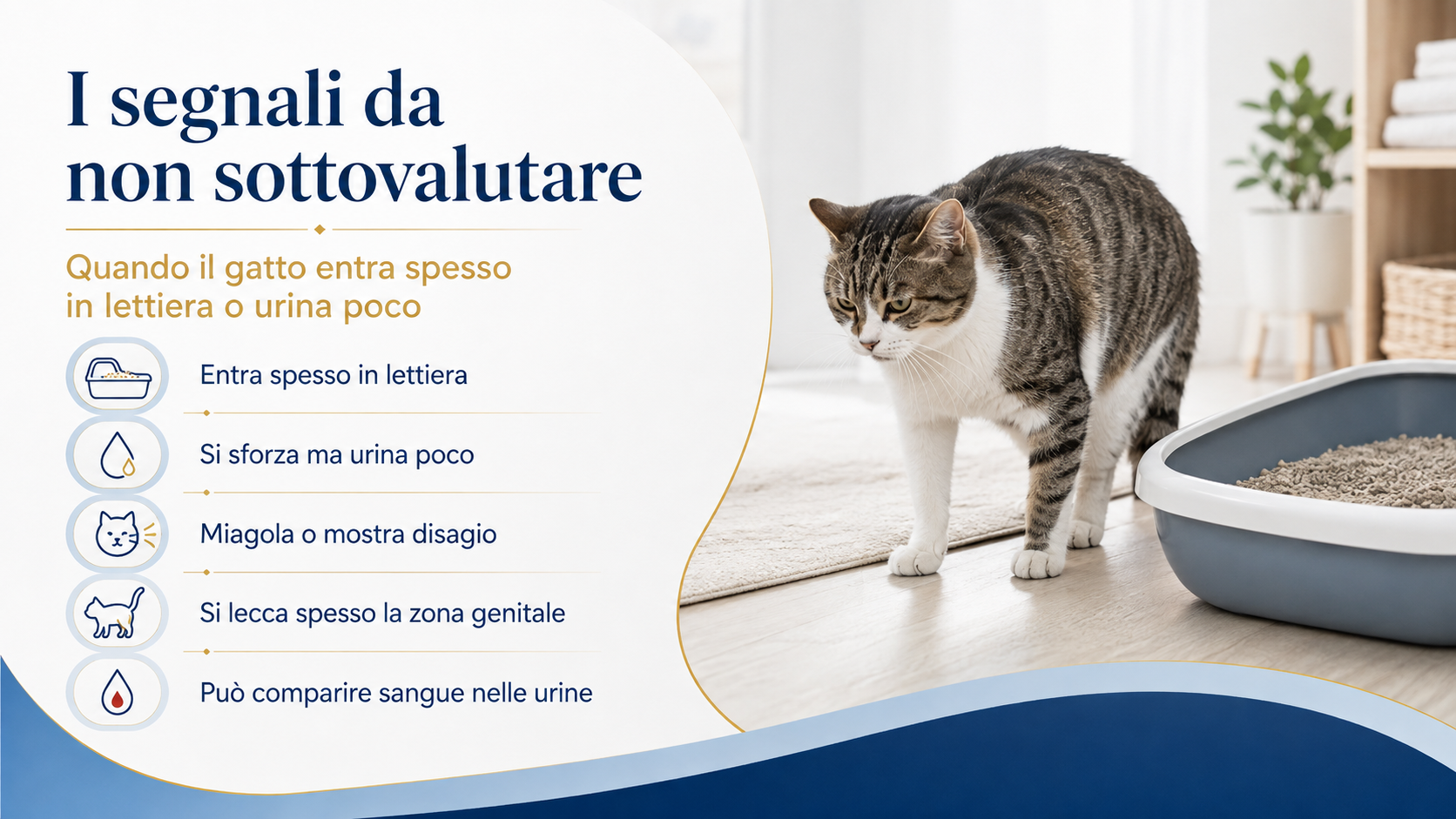 gatto che non urina 2