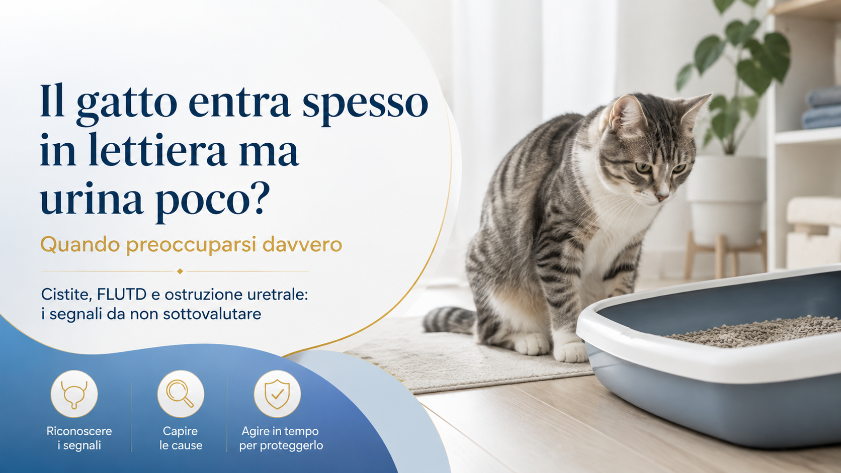 Gatto che non riesce ad urinare