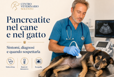 Pancreatite nel cane e nel gatto: sintomi, diagnosi e perché può essere difficile da riconoscere